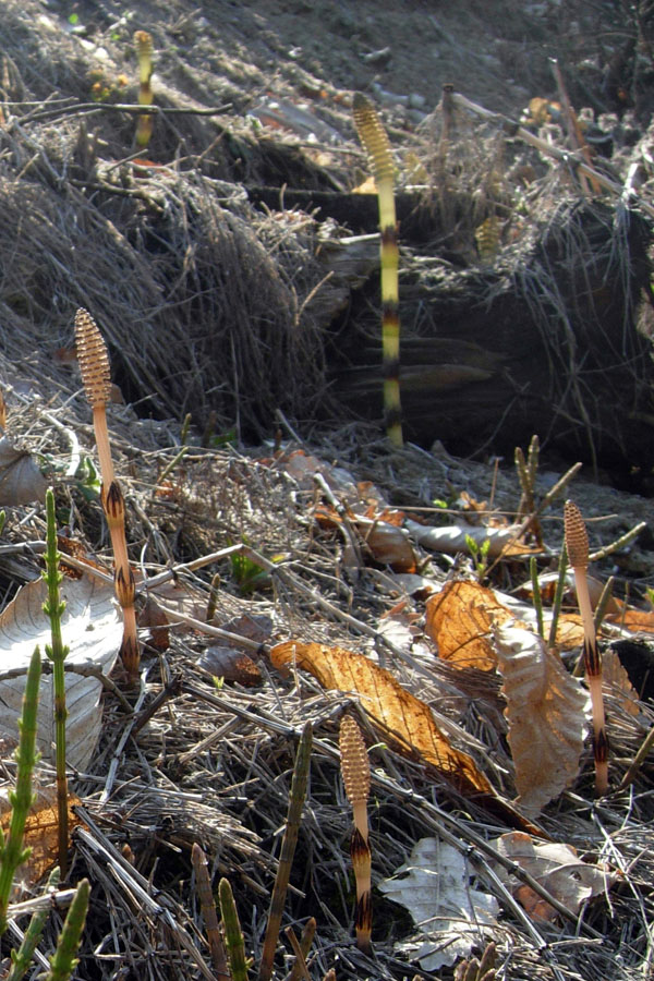 Confusioni tra Equisetum telmateja e arvense